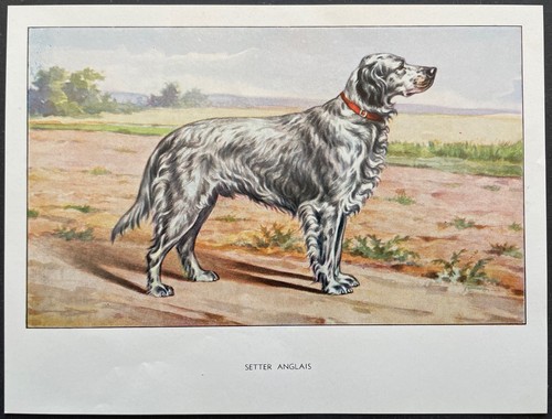 Setter anglais reproduction - anglais,
