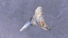 SHARK TOOTH REQUIN - SQUATINA