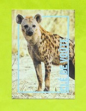 Carte incroyable animaux du monde - Hyène tachetée - N°7