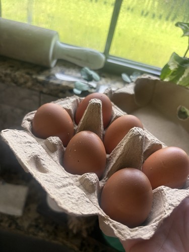 Black copper maran hatching - black,