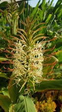 Hedychium aurantiacum 'Blanc'