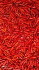 Piment Oiseau Pili Pili de