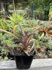 Dyckia Fragrans, Rare Bromeliad, Tillandsia