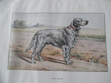 Gravures :  Chien de chasse :  Setter Anglais  -  26/17 cm - 1950