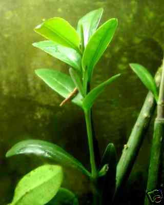 Live red mangrove - live,
