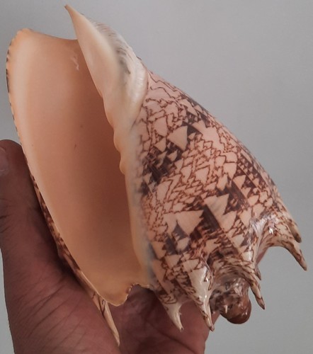 Curiosité taxidermie - curiosité, ,