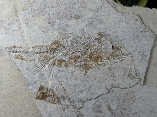 Smerdis dapali macrurus france - smerdis,