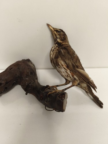 Taxidermie ancienne vintage