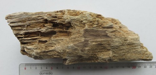 Bois fossile silicifié haute - silicifié,