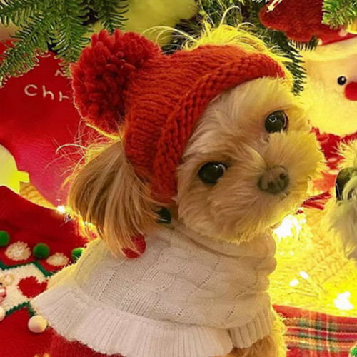 Veste hiver pour - d'hiver, chien