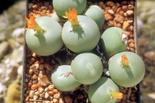 5 graines de PLANTE BOUTON(CONOPHYTUM CALCULUS) H427 BUTTON PLANT SEEDS  SAMEN