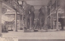 Carte postale ancienne card BELGIQUE BELGIUM BRUXELLES musée royal ELEPHANTS