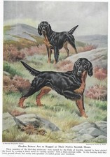 Gordon Setter - CUSTOM MATTED