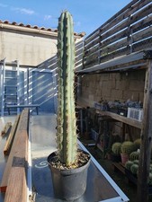 Cactus cierge - Echinopsis