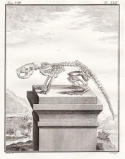 Beaver Biber Castoridae