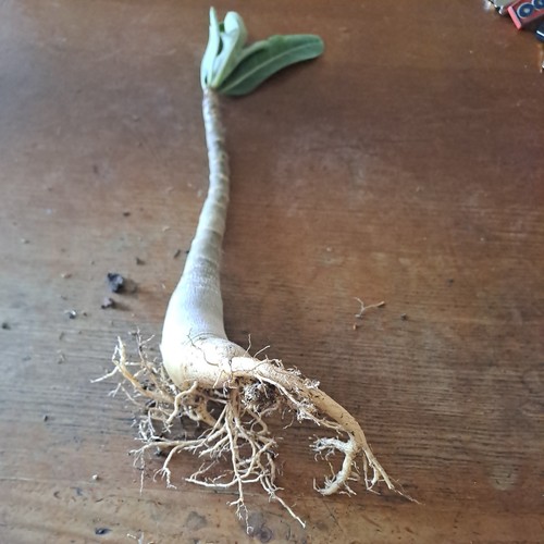 Plant adenium arabicum - plant,