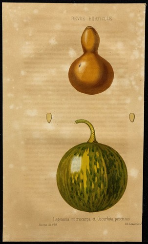 1855 courge gravure - 1855,