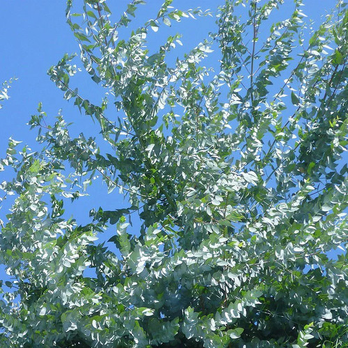 Eucalyptus gunnii gommier - eucalyptus,