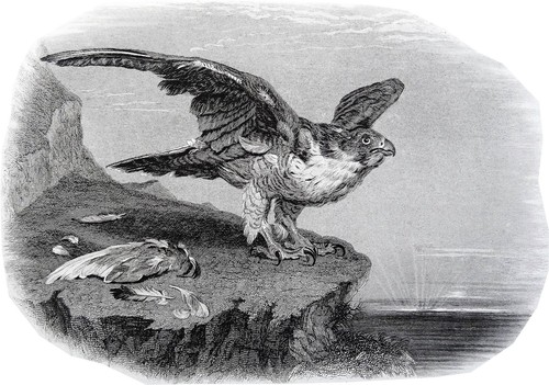 Animaux faucon pelerin - animaux,