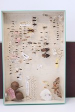 Cabinet de curiosité