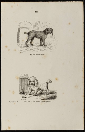 1867 chien barbet et - 1867,