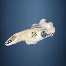 455SKU Crane de cerf, bois de