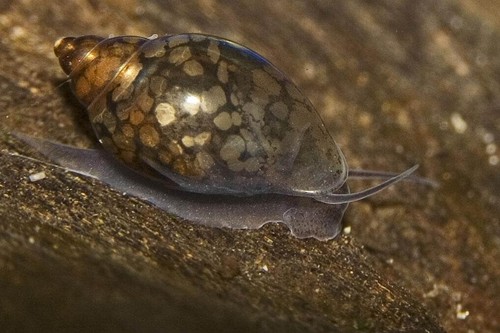 Escargots aquarium physe - d,