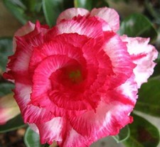 10 graines d'Adenium Obesum JENDAMANEE - Rose du désert 