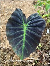Colocasia Glowing Bones -