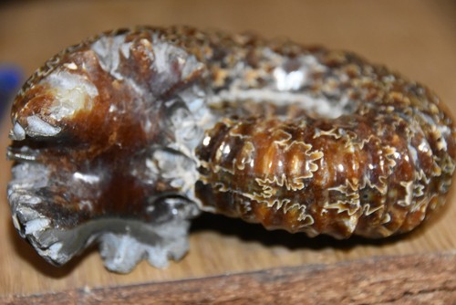 Grande ammonite douvilleiceras - ammonite,