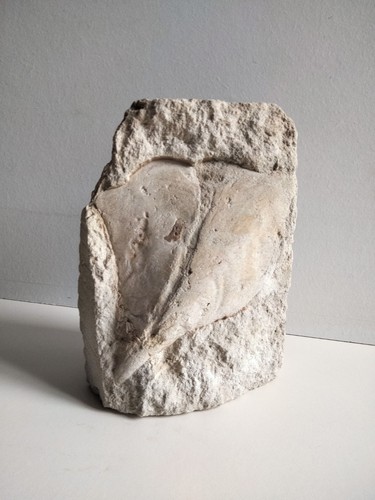 Fossile coquillage - de,
