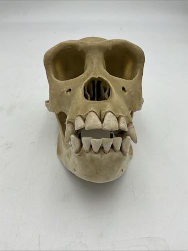 Somso zos skull - 53/2,