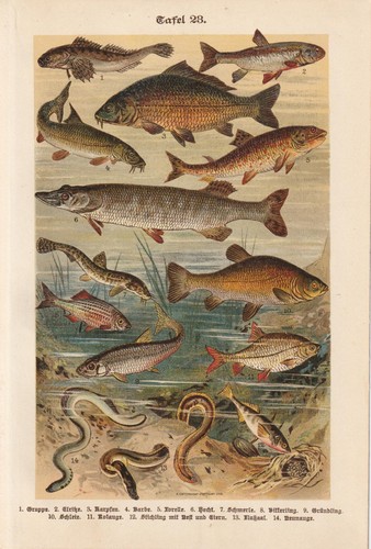 Poissons brochet carpe goujon - carpe,