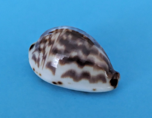 Cypraea diluculum mm gem - cypraea, 19,2
