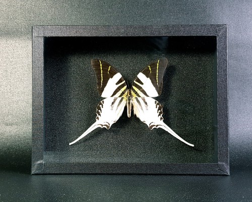 Véritable papillon graphium - papillon,