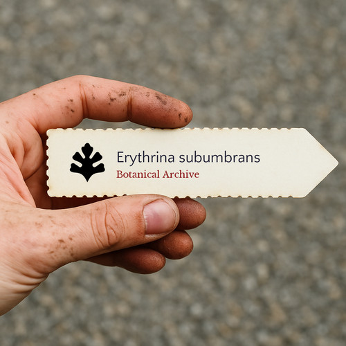 Erythrina subumbrans seeds - subumbrans,