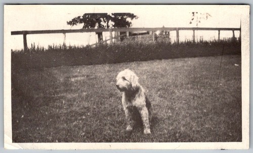 Vtg snapshot shaggy old - vtg, b&w