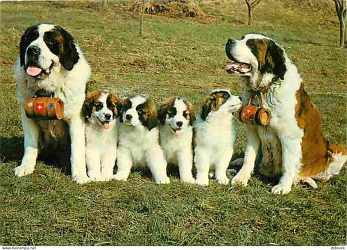 Carte postale animaux - animaux,