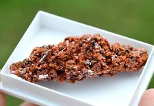 Crocoïte 31 grammes - Dundas mineral field, Zeehan District, Tasmanie Australie