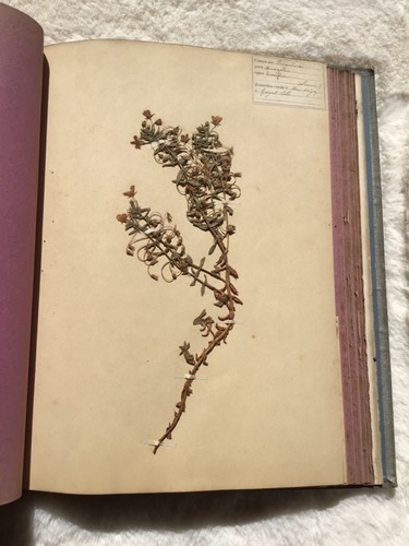 Rare livre herbier ancien 1879 - livre,