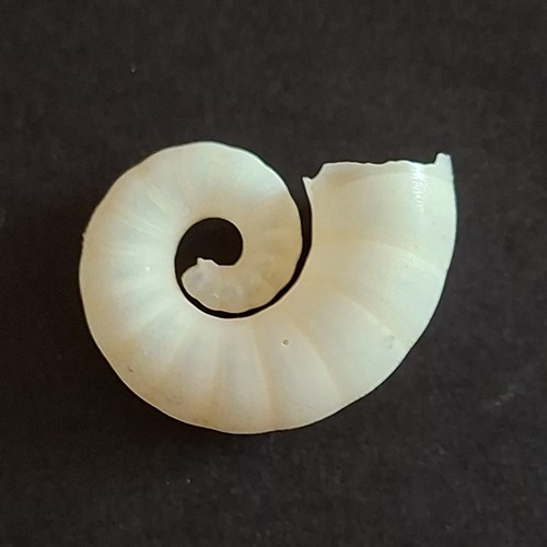Mini coquillage torsadé blue - mini,