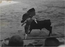 Toréadors taureaux  19 photos