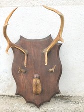 Taxidermie Trophée chasse