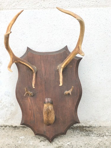 Taxidermie trophée chasse - taxidermie,