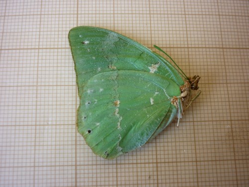 Entomologie papillon - entomologie,
