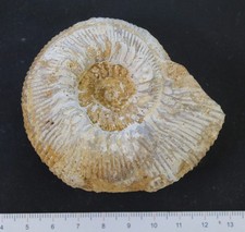 Ammonite fossile Bajocien