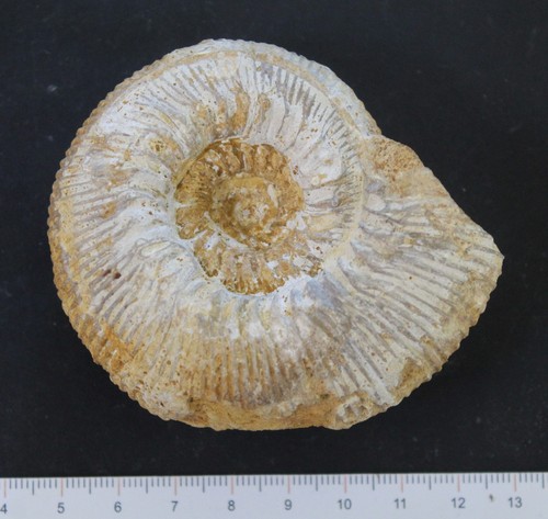 Ammonite fossile bajocien - ammonite,