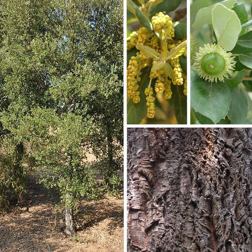 Quercus suber chêne - -,