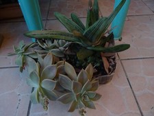 aloé vera  plantes grasse  succulentes = a partir de 8e= voir photos du jardin