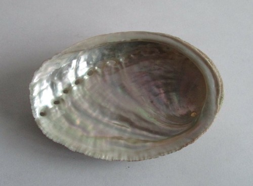 Coquille ormeau abalone - coquille,